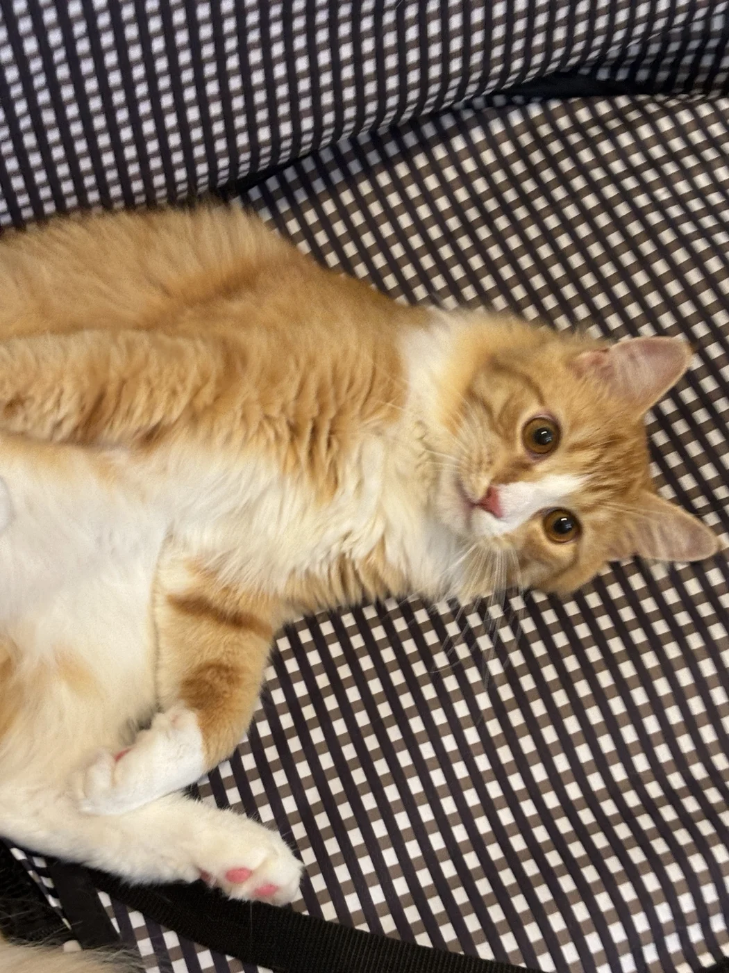 オレンジ白のふわふわな猫